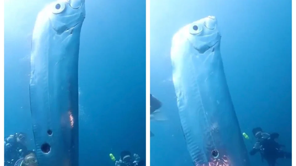 VÍDEO: raro e gigante, peixe-remo é visto por mergulhadores do Taiwan