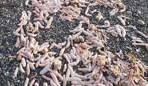 Peixe pênis: espécie observada na Argentina se assemelha a órgão humano