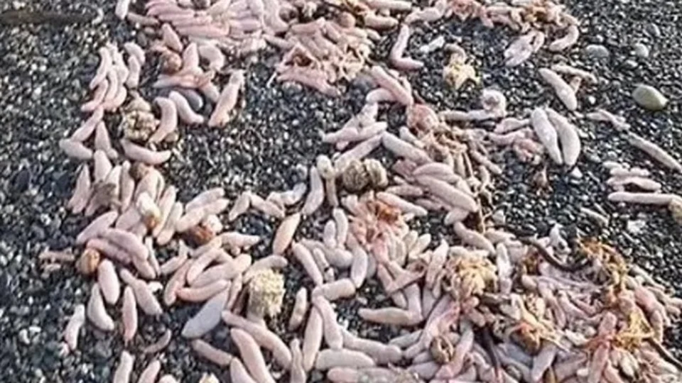 Peixe pênis: espécie observada na Argentina se assemelha a órgão humano