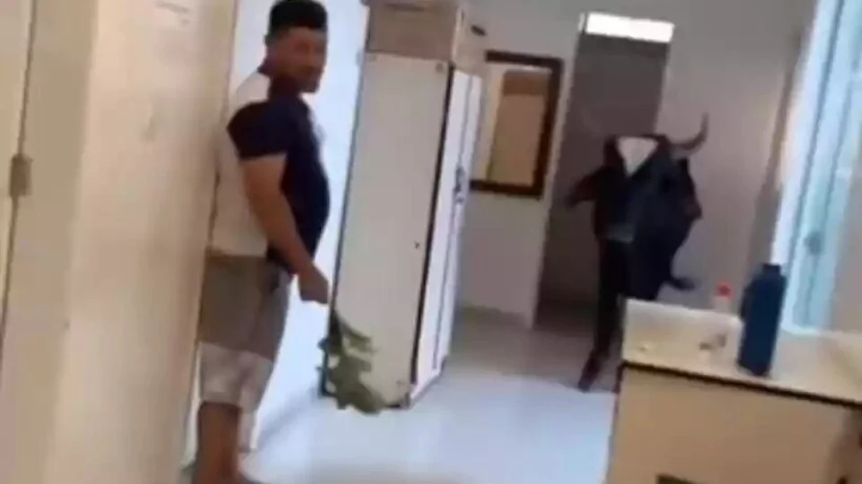 VÍDEO: boi dentro de posto de saúde assusta funcionários em MG
