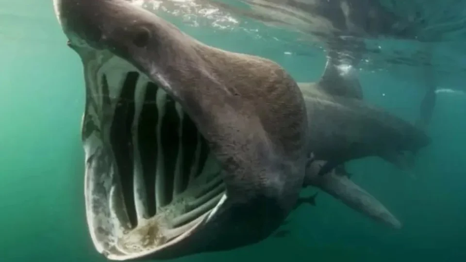 Segunda maior espécie de tubarão do mundo é fotografada em Portugal; confira