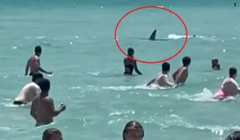 Vídeo mostra tubarão grande nadando próximo a banhistas em praia nos EUA