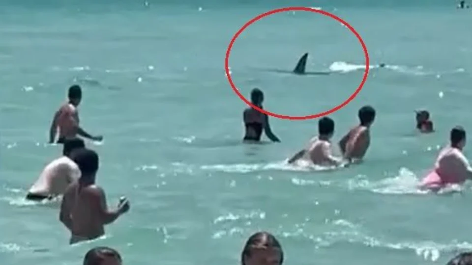 Vídeo mostra tubarão grande nadando próximo a banhistas em praia nos EUA