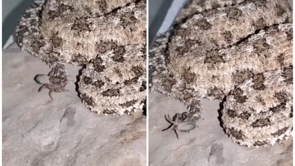 VÍDEO: cobra com ‘fantoche’ de aranha engana animais na caçada; saiba como