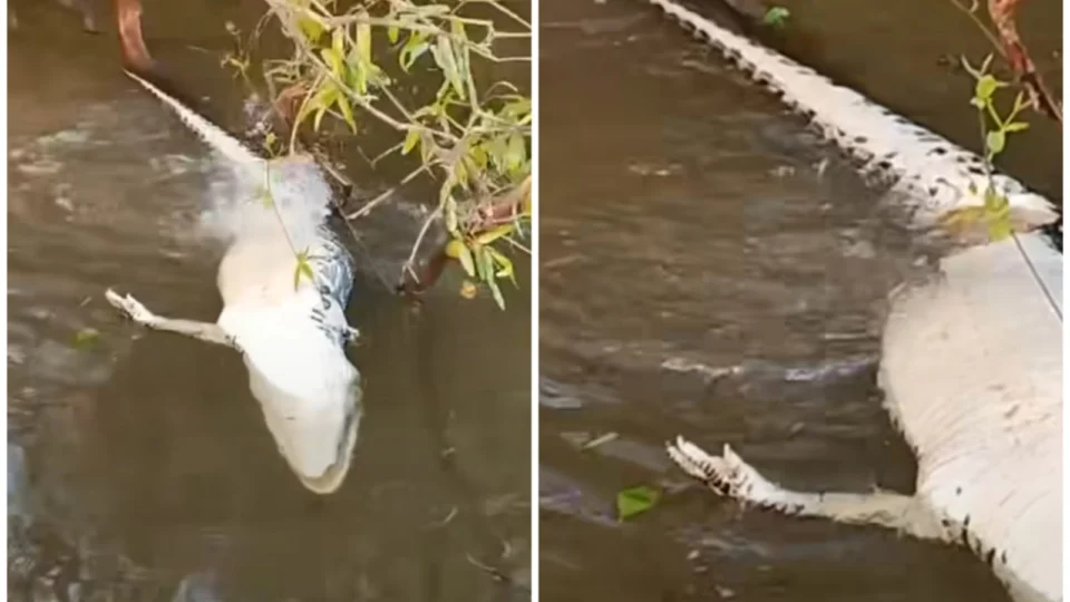 VÍDEO: jacaré é devorado por cardume de piranhas no rio Javaés, em Tocantins