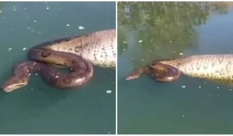 VIDEO: pescadores registram sucuri de ‘barriga cheia’ flutuando em rio de Goiás