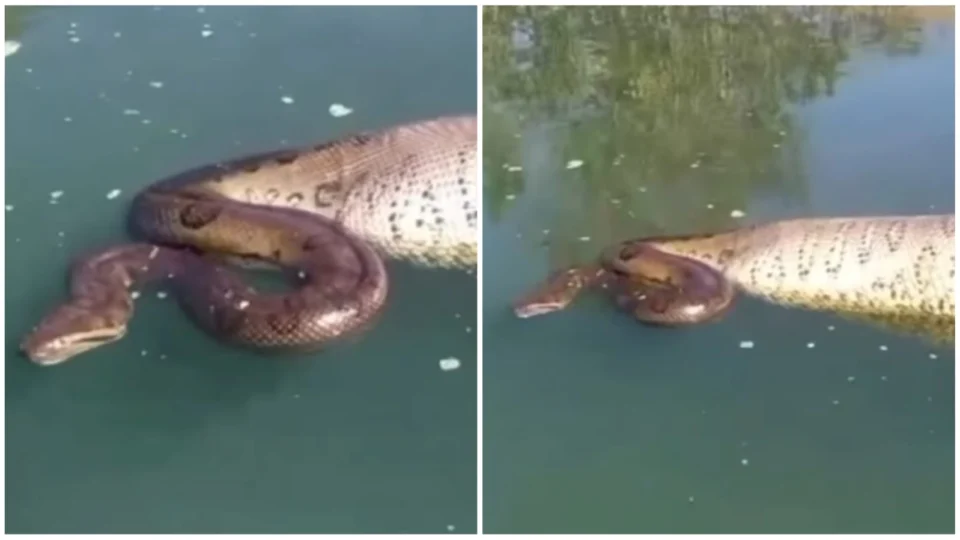 VIDEO: pescadores registram sucuri de ‘barriga cheia’ flutuando em rio de Goiás