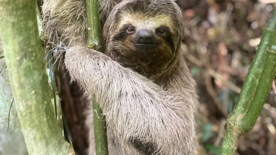 Proibição da venda de espécies de animais silvestres é aprovada em Comissão