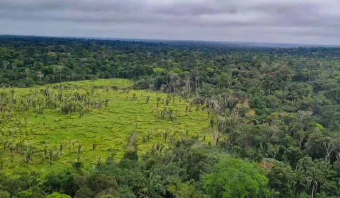 Brasil e Bolívia lideram ranking de perda florestal nos últimos 20 anos