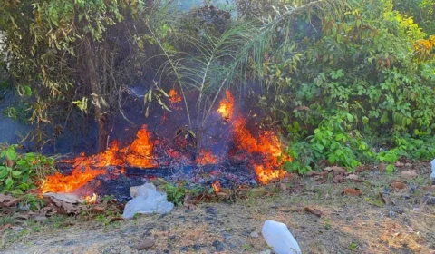 Áreas de vegetação: mais de 20 incêndios são registrados em Manaus