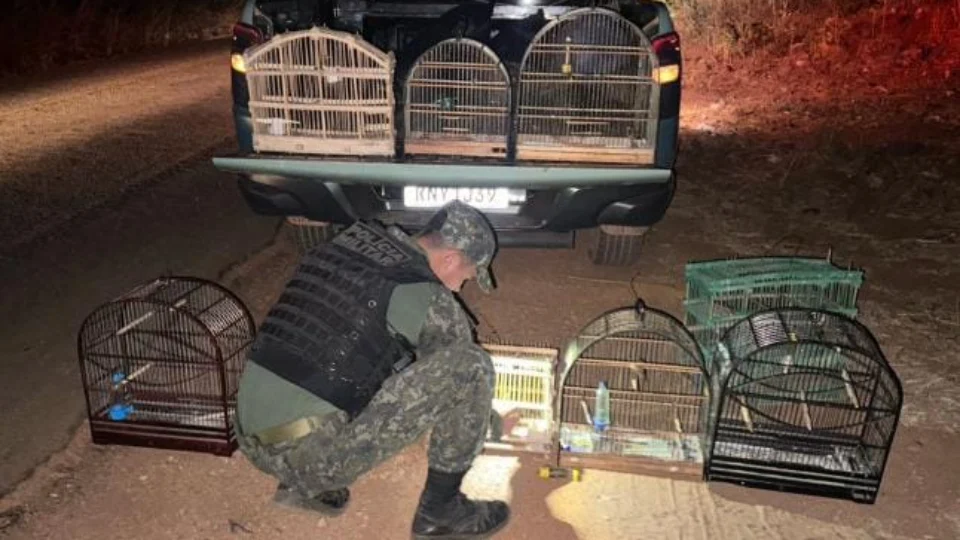 Suspeito de manter aves silvestres em cativeiro é preso em Natividade-TO