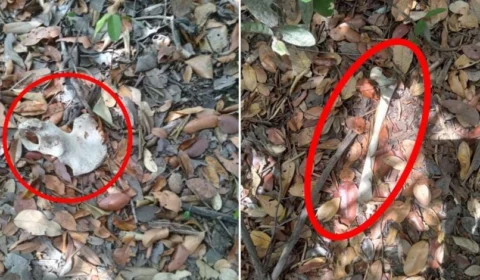 Polícia Civil encontra ossada humana na Ilha do Bananal, em Tocantins