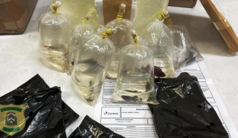 Peixes ornamentais são encontrados em encomendas dos Correios em Palmas