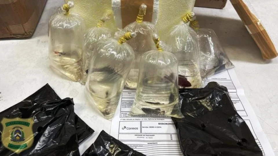 Peixes ornamentais são encontrados em encomendas dos Correios em Palmas