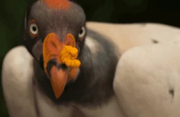 Plataforma ‘Salve’ publica dados sobre espécies em risco de extinção no Brasil