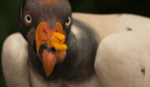Plataforma ‘Salve’ publica dados sobre espécies em risco de extinção no Brasil