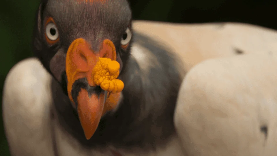 Plataforma ‘Salve’ publica dados sobre espécies em risco de extinção no Brasil