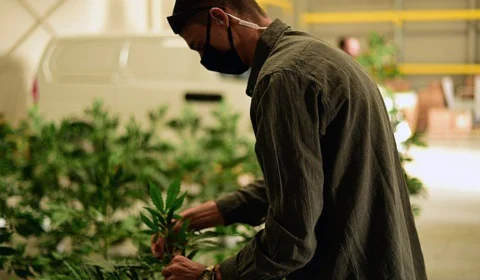 Alemanha avalia legalizar maconha para fins recreativo com projeto de lei