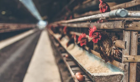 Governo de São Paulo declara emergência de gripe aviária