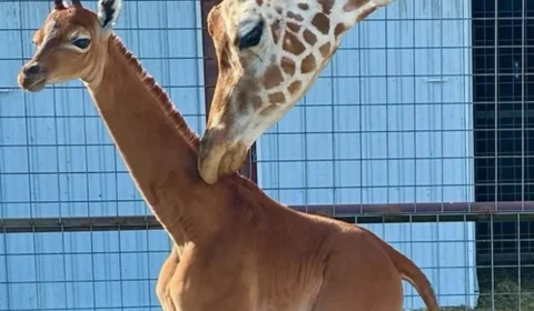 Girafa nasce sem pintas em zoológico dos EUA e pode ser única no mundo; veja