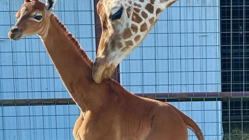 Girafa nasce sem pintas em zoológico dos EUA e pode ser única no mundo; veja