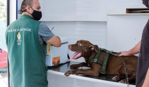 Manaus abre agendamentos para serviços de castração de cães e gatos; confira
