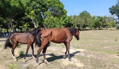 AM: seis cavalos são resgatados em situação de maus-tratos em Rio Preto da Eva
