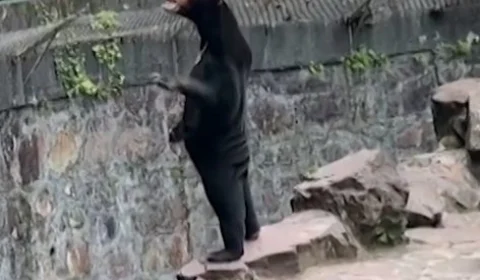 VÍDEO: urso anda em pé e acena para turistas em zoológico da China