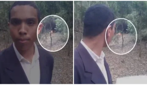 VÍDEO: onça-parda observa pastor em mata de SP: ‘Jesus tira essa onça daqui’