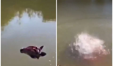 VÍDEO: piranhas devoram em poucos segundos cabeça de boi em rio no Pantanal