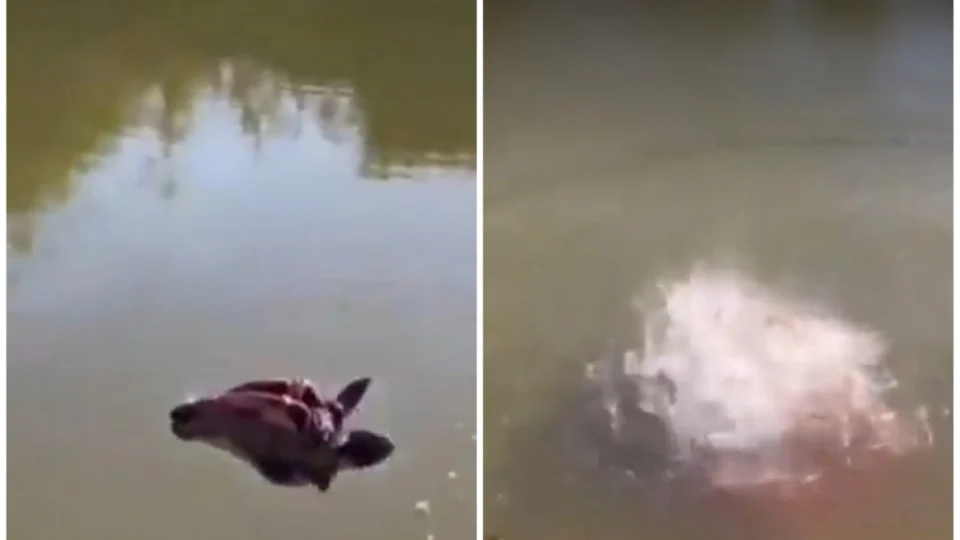 VÍDEO: piranhas devoram em poucos segundos cabeça de boi em rio no Pantanal