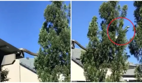 VÍDEO: píton de 5 metros surge entre casas na Austrália: ‘virar lanchinho’