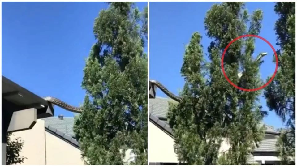 VÍDEO: píton de 5 metros surge entre casas na Austrália: ‘virar lanchinho’