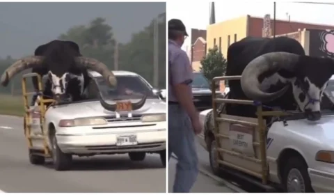 VÍDEO: touro ‘pet’ circula nos EUA em banco do carona e é parado por polícia