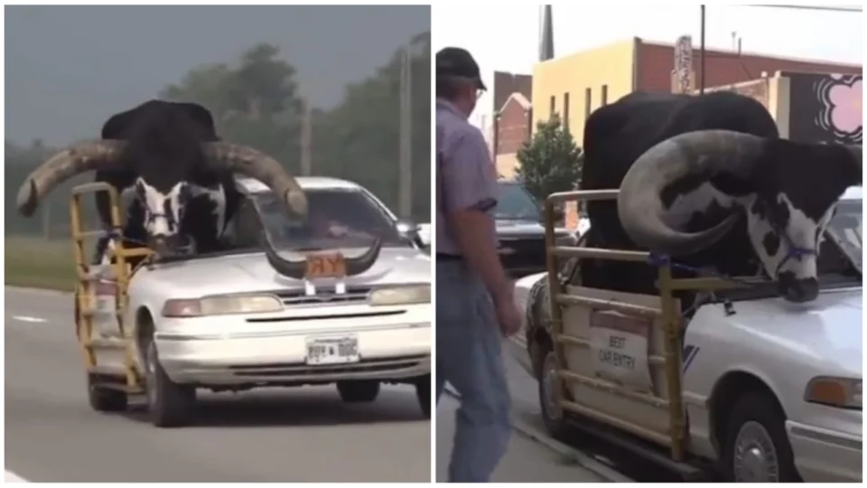 VÍDEO: touro ‘pet’ circula nos EUA em banco do carona e é parado por polícia