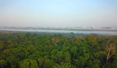 VÍDEO: Dado aponta redução de 70% no desmatamento da Amazônia