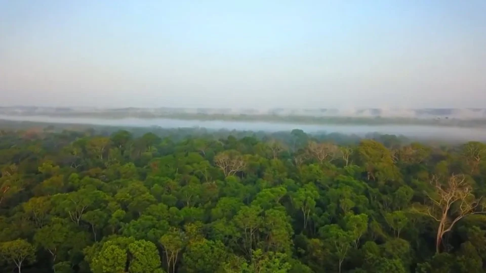 VÍDEO: Dado aponta redução de 70% no desmatamento da Amazônia