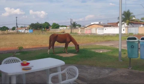 Cavalo aparece em praça de Boa Vista e moradores buscam por dono