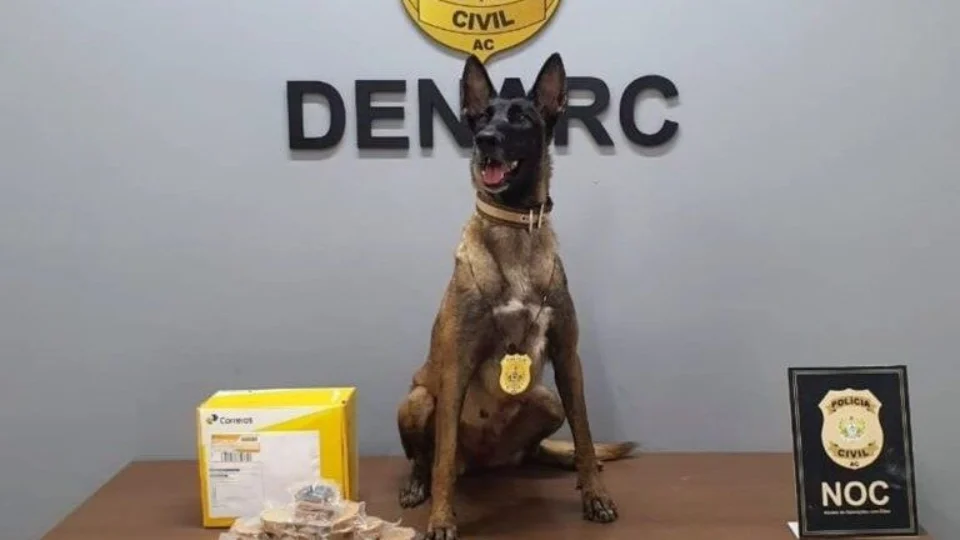 Cadela farejadora descobre cocaína em agência dos Correios no Acre