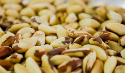 Com extração de 14.303 toneladas, AM é o maior produtor de castanha-do-Brasil