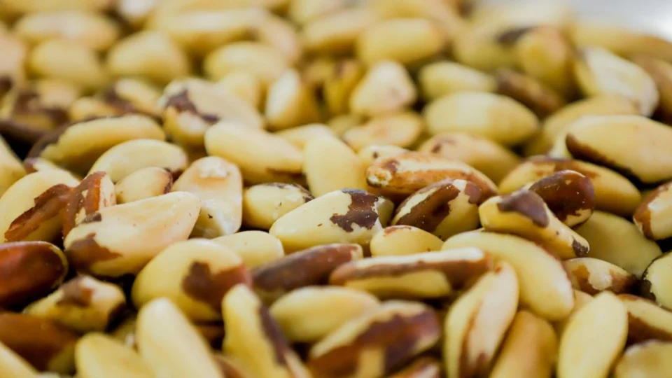 Com extração de 14.303 toneladas, AM é o maior produtor de castanha-do-Brasil