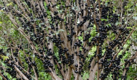 5ª Festa da Jabuticaba em Taquaruçu-TO divulga programação; confira