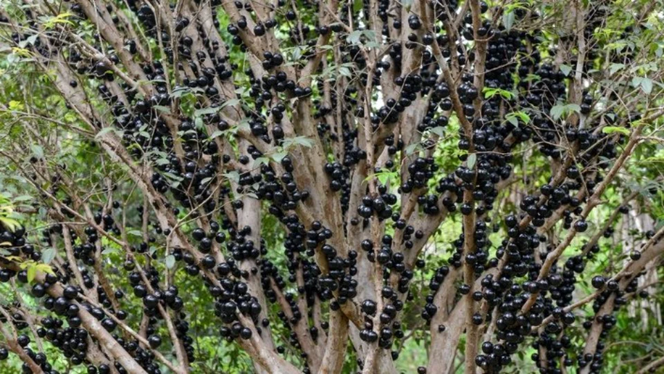 5ª Festa da Jabuticaba em Taquaruçu-TO divulga programação; confira