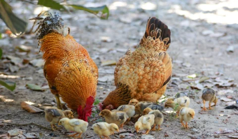 Amazonas lidera na Região Norte com rebanhos de galinhas e codornas, diz IBGE