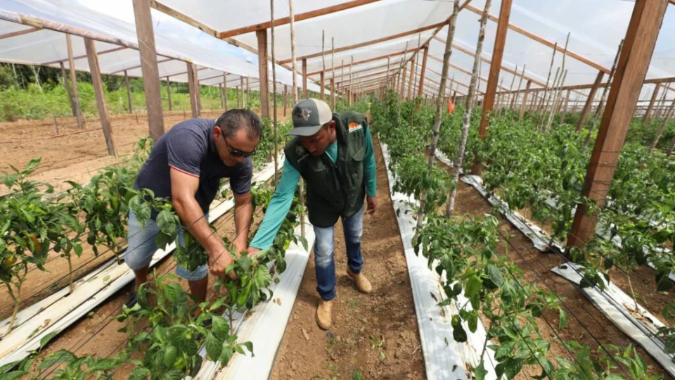 Idam alerta agricultores para envio de declaração no Amazonas