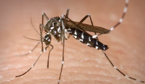 Saúde alerta para aumento dos casos de Zika no Tocantins