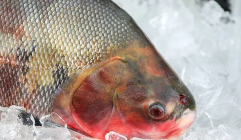 AM tem 83 notificações de rabdomiólise; 49 casos são confirmados