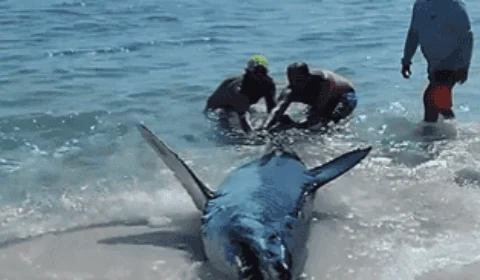Vídeo: tubarão-mako encalhado em praia é salvo por banhistas nos EUA