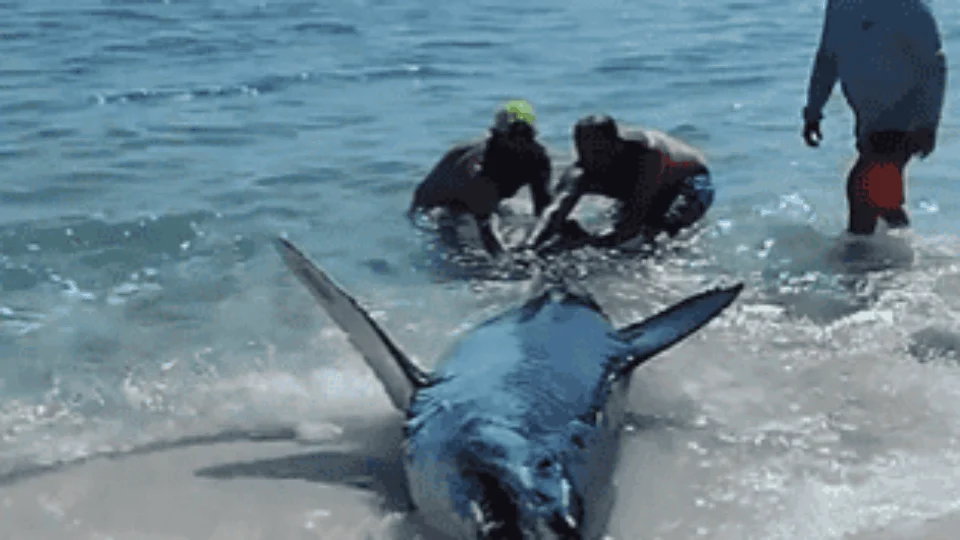 Vídeo: tubarão-mako encalhado em praia é salvo por banhistas nos EUA