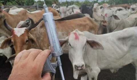 Vacinação contra Febre Aftosa inicia dia 1º de outubro em Roraima